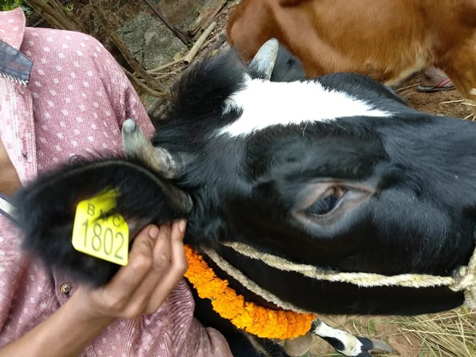  ଗାଈଙ୍କ କାନରେ ଲାଗିଲା ଟ୍ୟାଗ୍ , ଦୁଇ ହଜାର ଗାଈଗୋରୁଙ୍କ ନୋଳିକରଣ ହେବ