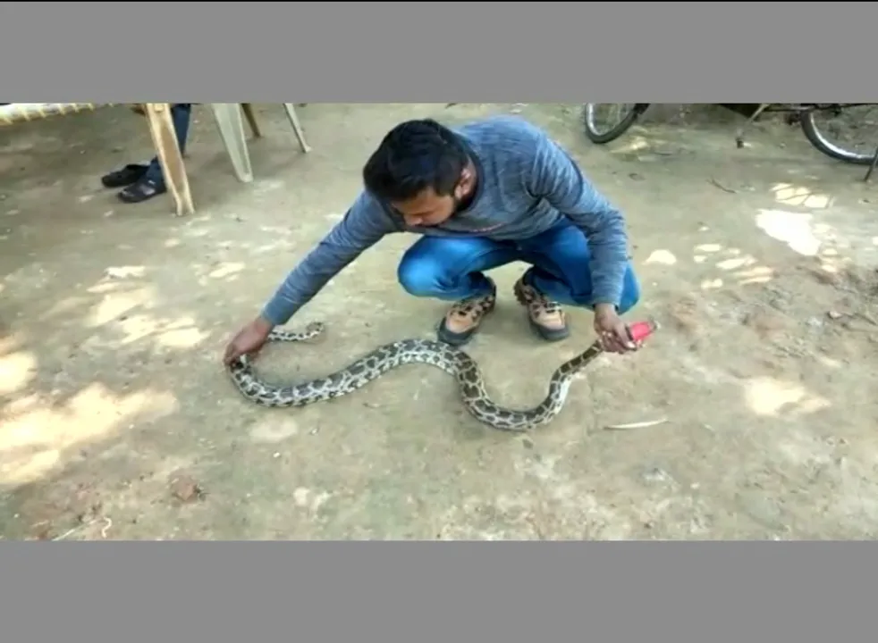  ମୟୁରଭଞ୍ଜ: କେନାଲରୁ ୮ ଫୁଟ୍‌ର ଅଜଗର ଉଦ୍ଧାର, ଚୋରା ଚାଲାଣ ସନ୍ଦେହ!