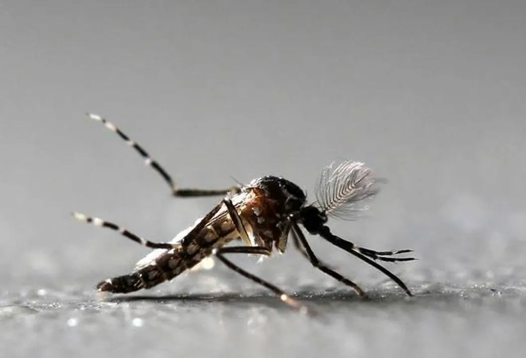  ଜୟପୁରରେ  ଜିକା ଆତଙ୍କ