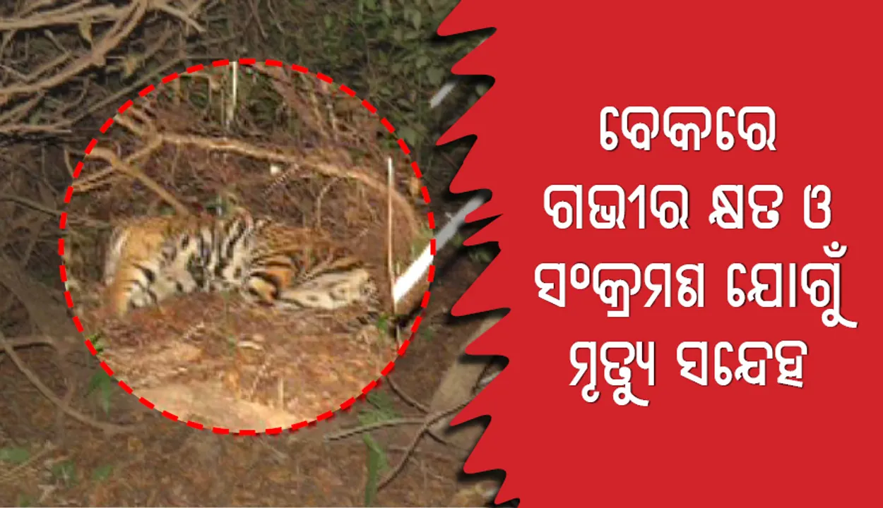  ବେକରେ ଆଘାତ ଓ ସଂକ୍ରମଣରେ ମରିଛି ସାତକୋଶିଆର ମହାବଳ ବାଘ!