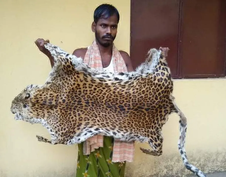  ବାଘ ଛାଲ ଜବତ, ଶିକାରୀ ଗିରଫ
