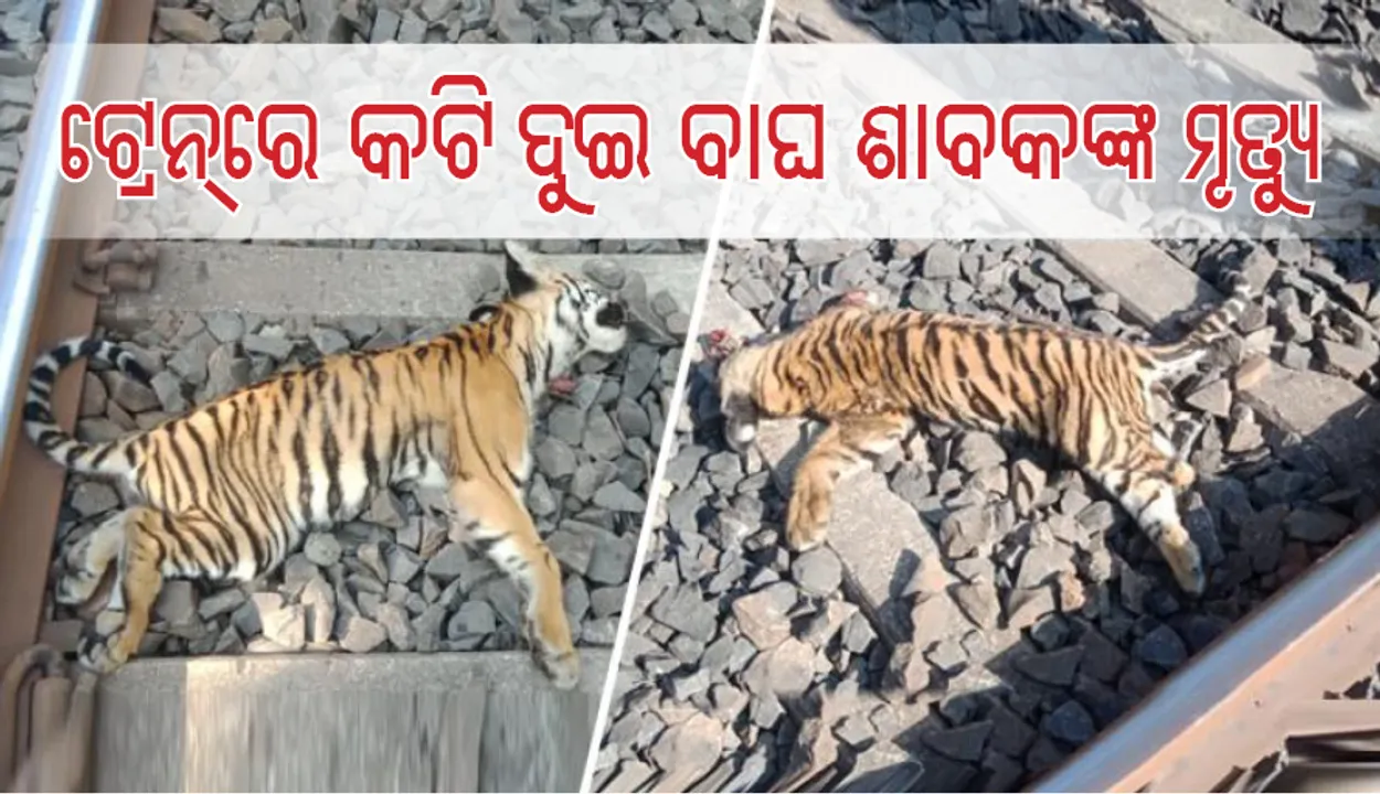  ଟ୍ରେନ୍‌ରେ କଟି ଦୁଇ ବାଘ ଶାବକଙ୍କର ମୃତ୍ୟୁ