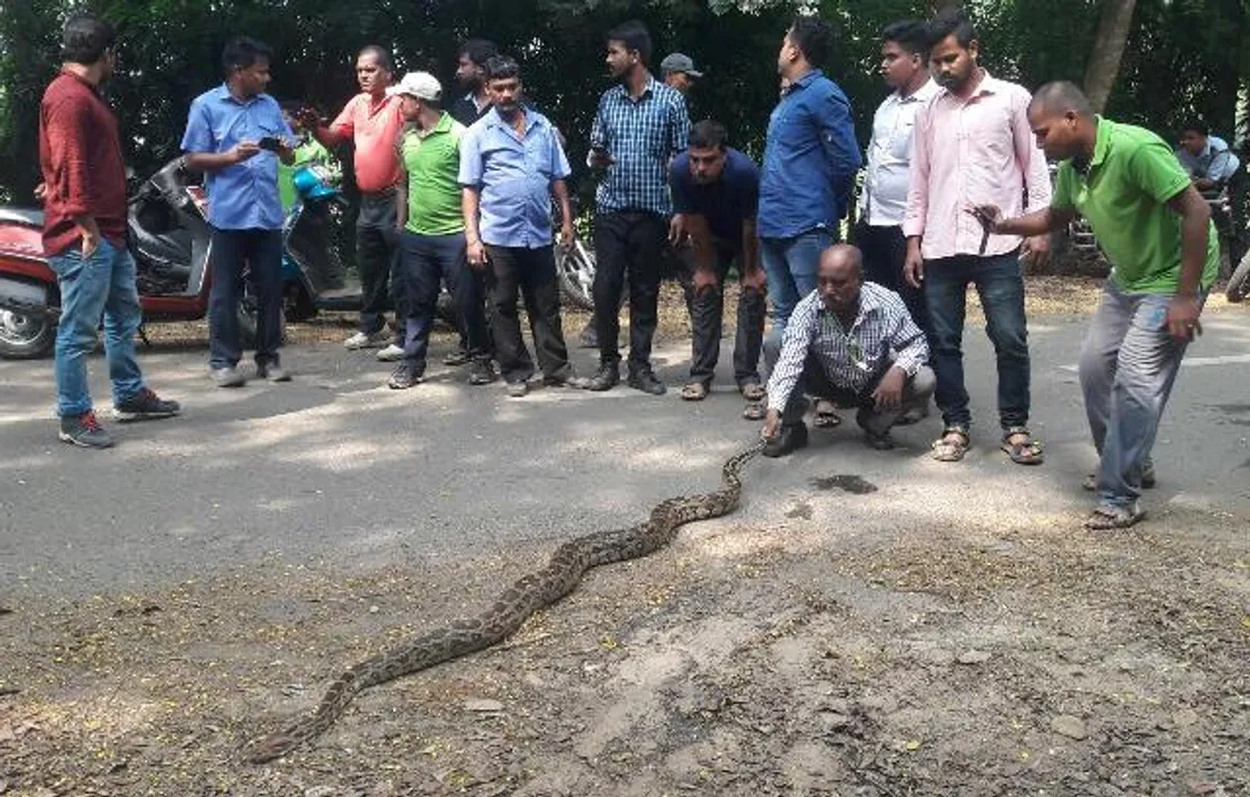  ଗଲ୍ଫ କ୍ଲବ୍‌ରେ ଅଜଗର