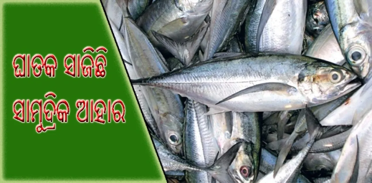  ସାମୁଦ୍ରିକ ଆହାରରେ ବଢୁଛି ଆର୍ସେନିକର ସ୍ତର : ମାଛ, ଚିଙ୍ଗୁଡି, କଙ୍କଡା ଭଳି ଖାଦ୍ୟ ମଣିଷ ଶରୀର ପାଇଁ ହୋଇପାରେ ଘାତକ!