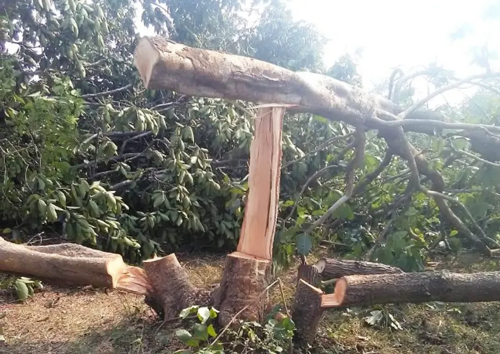  କାହା ଚାପରେ ଗଛ କଟା? : ଢେଙ୍କାନାଳ ଜିଲ୍ଲାପାଳଙ୍କ ଉପରେ ମୁଖ୍ୟମନ୍ତ୍ରୀ କ୍ଷୁବ୍ଧ
