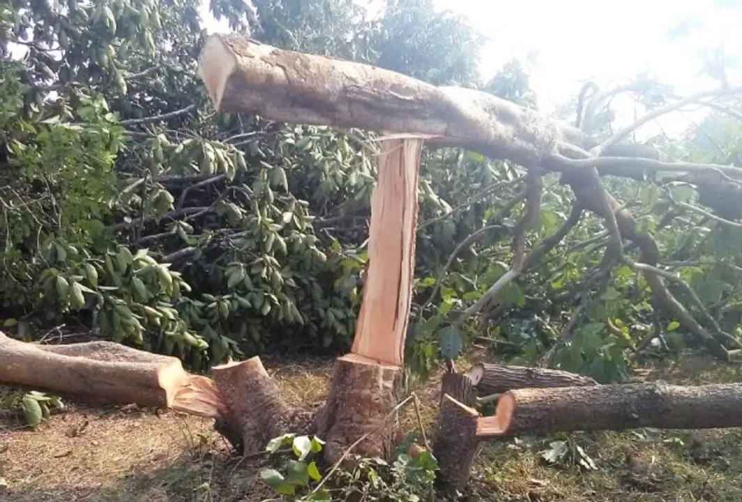  ଢେଙ୍କାନାଳ ଗଛକଟା ପ୍ରସଙ୍ଗରେ ସରଗରମ ଆଲୋଚନା : ପ୍ରଶ୍ନବାଣ‌ରେ ‌‌ଘେରିଲେ ବିରୋଧୀ