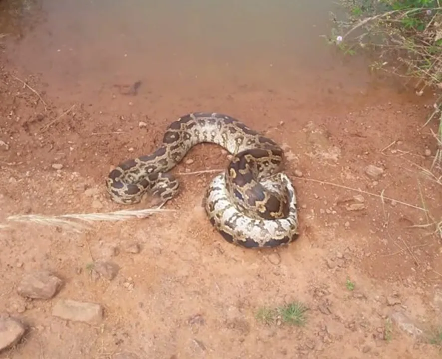  ରାଜଧାନୀରୁ ଉଦ୍ଧାର ହେଲା ୧୦ଫୁଟିଆ ଅଜଗର