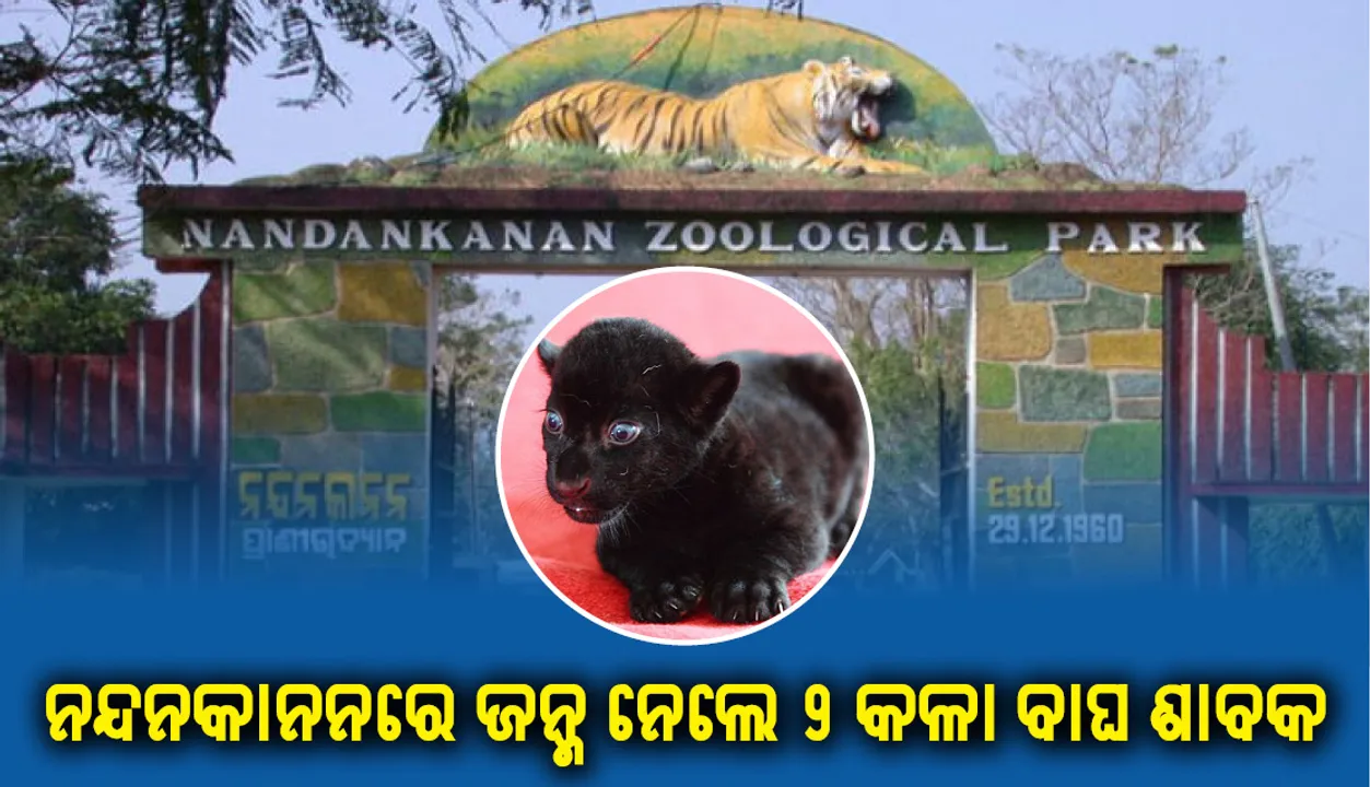  ନନ୍ଦନକାନନରେ ଜନ୍ମ ନେଲେ ୨ଟି କାଳାବାଘ ଶାବକ, ବାଘ ସଂଖ୍ୟା ୨୮କୁ ବୃଦ୍ଧି