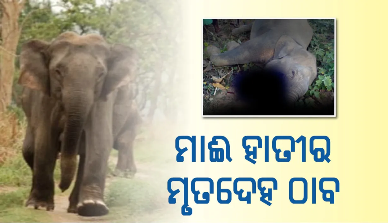  ଆଠଗଡ଼: ରକ୍ତ ଜୁଡ଼ୁବୁଡ଼ୁ  ମାଈ ହାତୀର ମୃତଦେହ ଠାବ