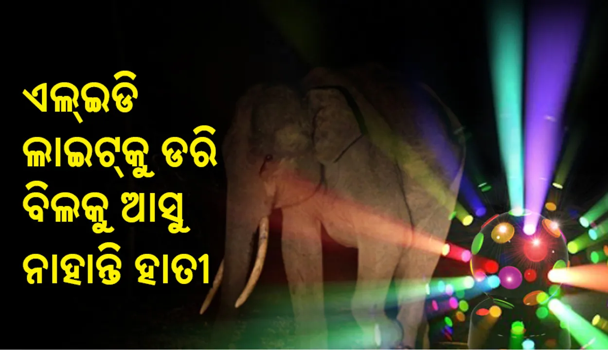  କେରଳରେ ହାତୀଙ୍କୁ ଜନବସତି ଓ ଚାଷ ଜମିରୁ ଦୂରେଇ ରଖୁଛି ଡିସ୍‌କୋ ଲାଇଟ୍‌