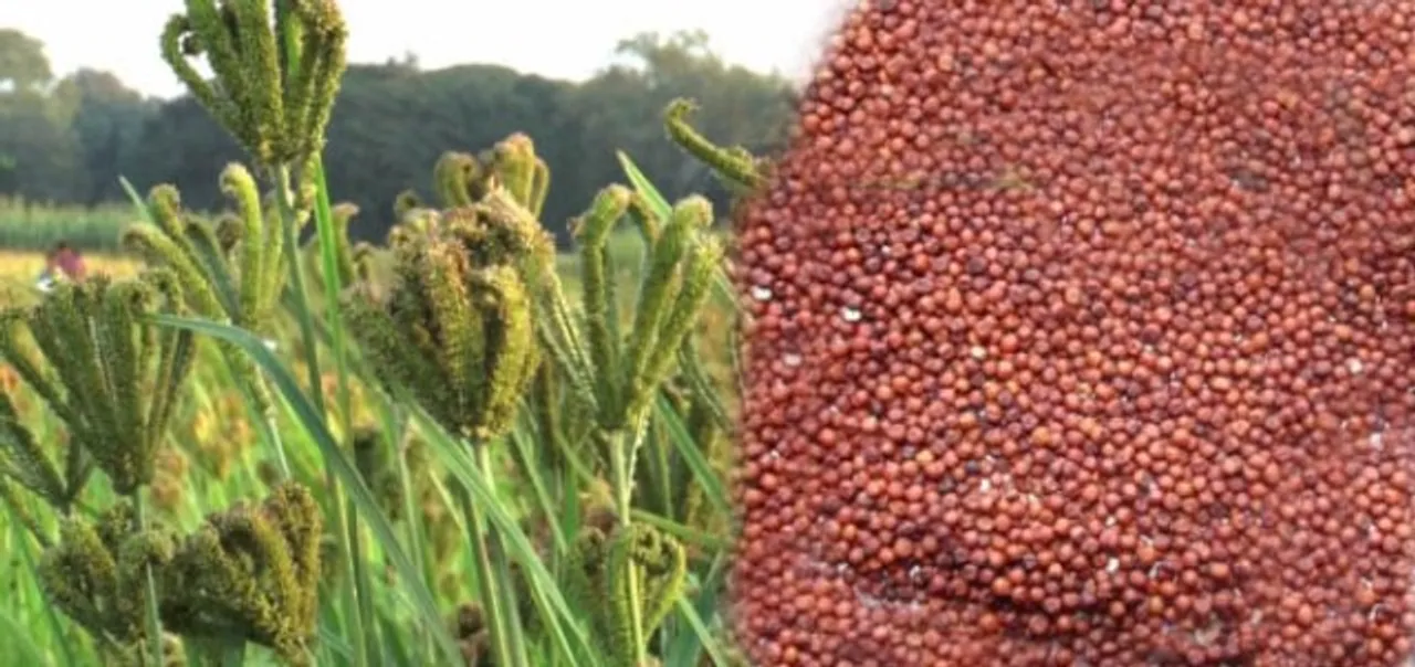  ମିଲେଟ୍‌ ମିସନ୍‌କୁ ଚାଷୀ କେନ୍ଦ୍ରିକ କରାଯାଉ
