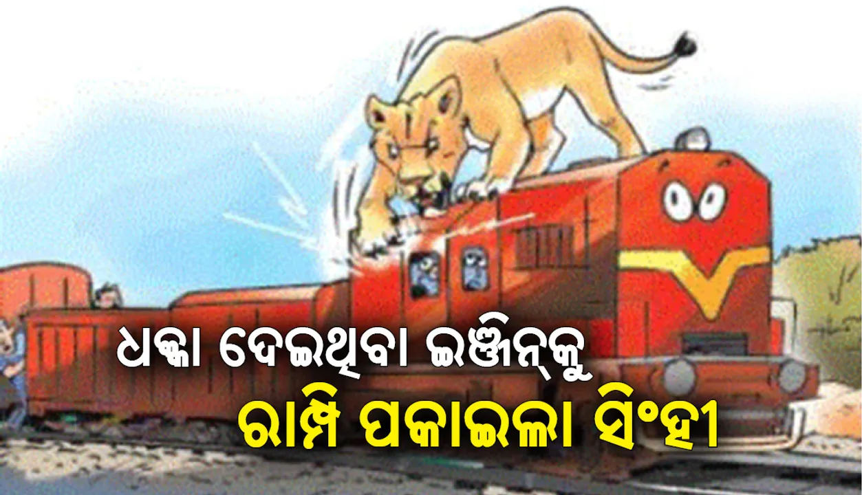  ଦେହରେ ସାମାନ୍ୟ ବାଜିବାରୁ ରାଗରେ ମାଲଗାଡ଼ି ଇଞ୍ଜିନ ଉପରକୁ ଚଢ଼ି ରାମ୍ପି ପକାଇଲା ସିଂହୀ