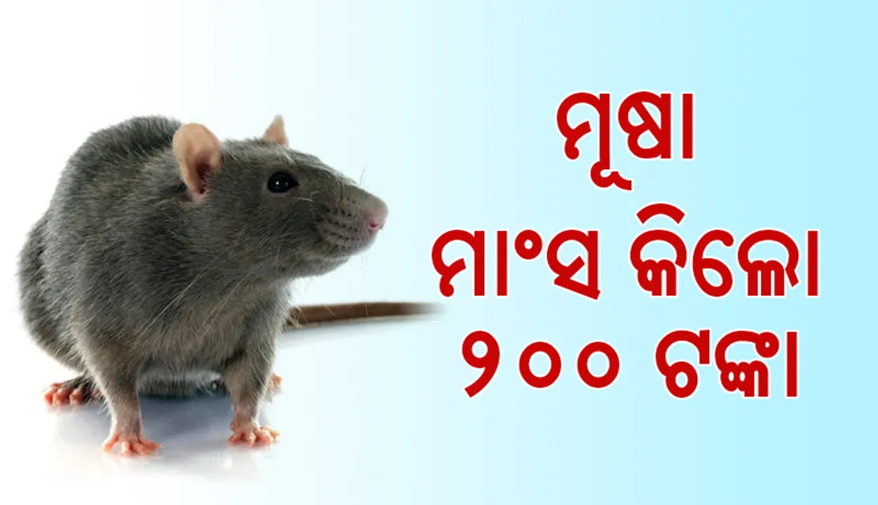  କୁମାରୀକତା ହାଟର ବେଷ୍ଟ୍‍ ସେଲର୍‌: ମୂଷା କିଲୋ ଟ. ୨୦୦/-