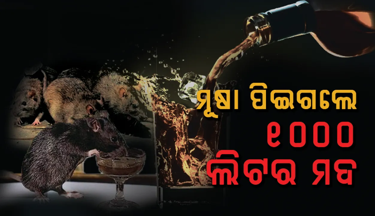  ମୂଷା ପିଇଗଲେ ହଜାରେ ଲିଟର ମଦ : ପୁଲିସ