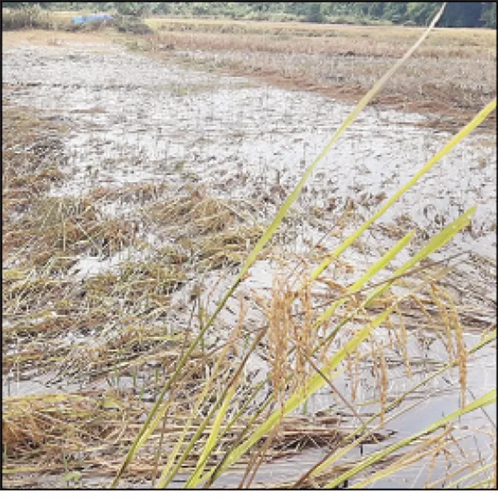  ଏକ ତୃତୀୟାଂଶ ଅଞ୍ଚଳକୁ ‘ପେଥାଇ’ ମାଡ଼