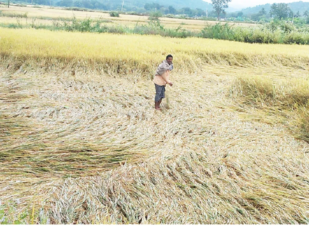  ଏବେ ଗଜା ଭୟ, ଧାନ କେଉଁଠି ଭାସୁଛି, କେଉଁଠି ବୁଡ଼ିଛି