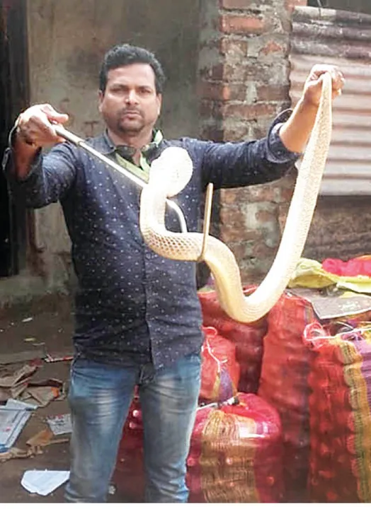  ୫ ଫୁଟିଆ ତମ୍ପ ଉଦ୍ଧାର