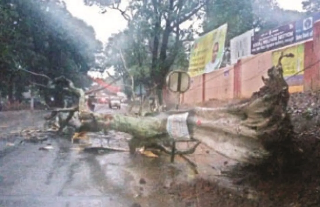  ପେଥାଇ ପ୍ରଭାବ ପ୍ରଭାବ : ଦିନ ତମାମ ବର୍ଷା, ଜୀବନଯାତ୍ରା ପ୍ରଭାବିତ, ଜାତୀୟ ରାଜପଥରେ ଗଛ ଭାଙ୍ଗିଲା