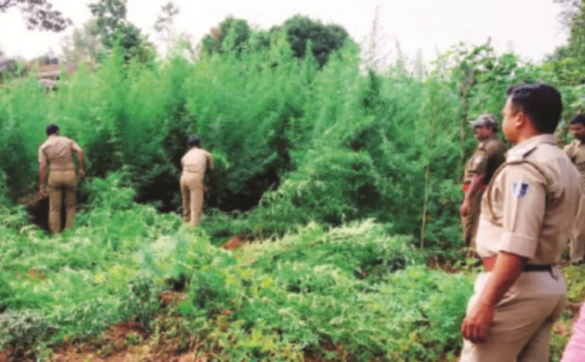  ୨କୋଟି ଟଙ୍କାର ଗଞ୍ଜେଇ ଗଛ ନଷ୍ଟ