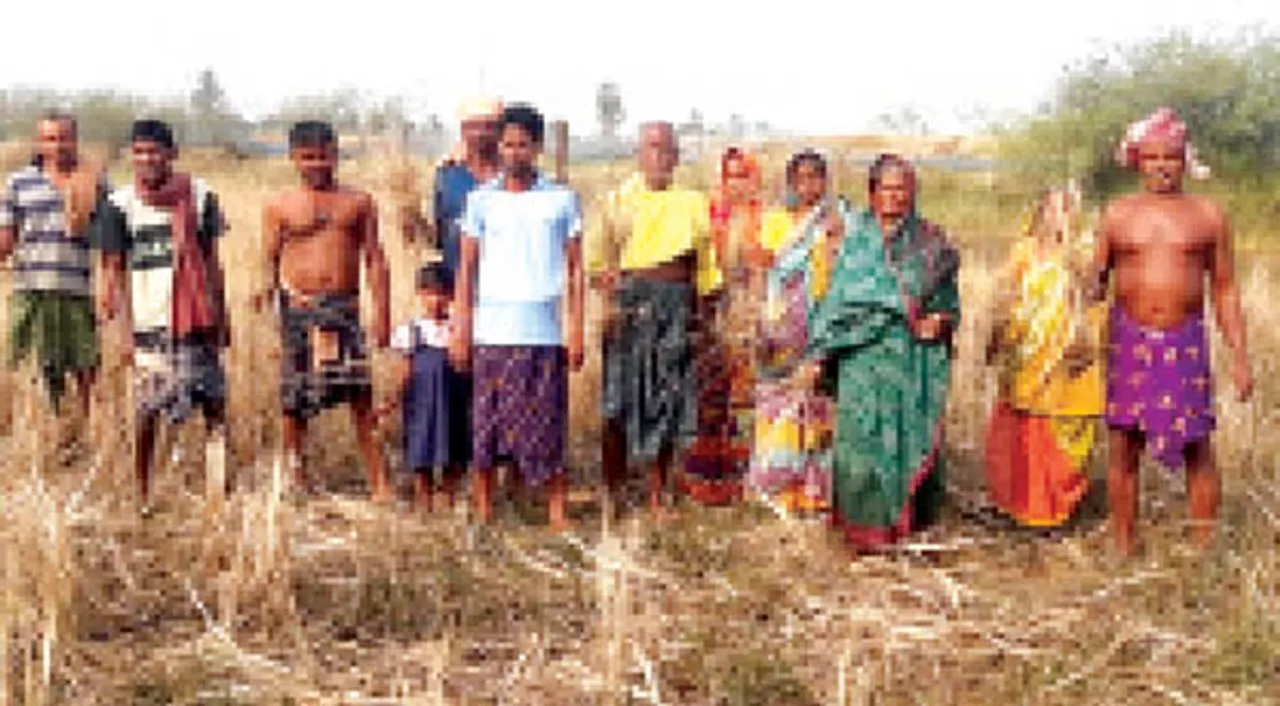  ଚିଙ୍ଗୁଡ଼ି ଘେରି ପାଣିରେ ଶହେ ଏକର ଧାନ ଉଜୁଡିଲା