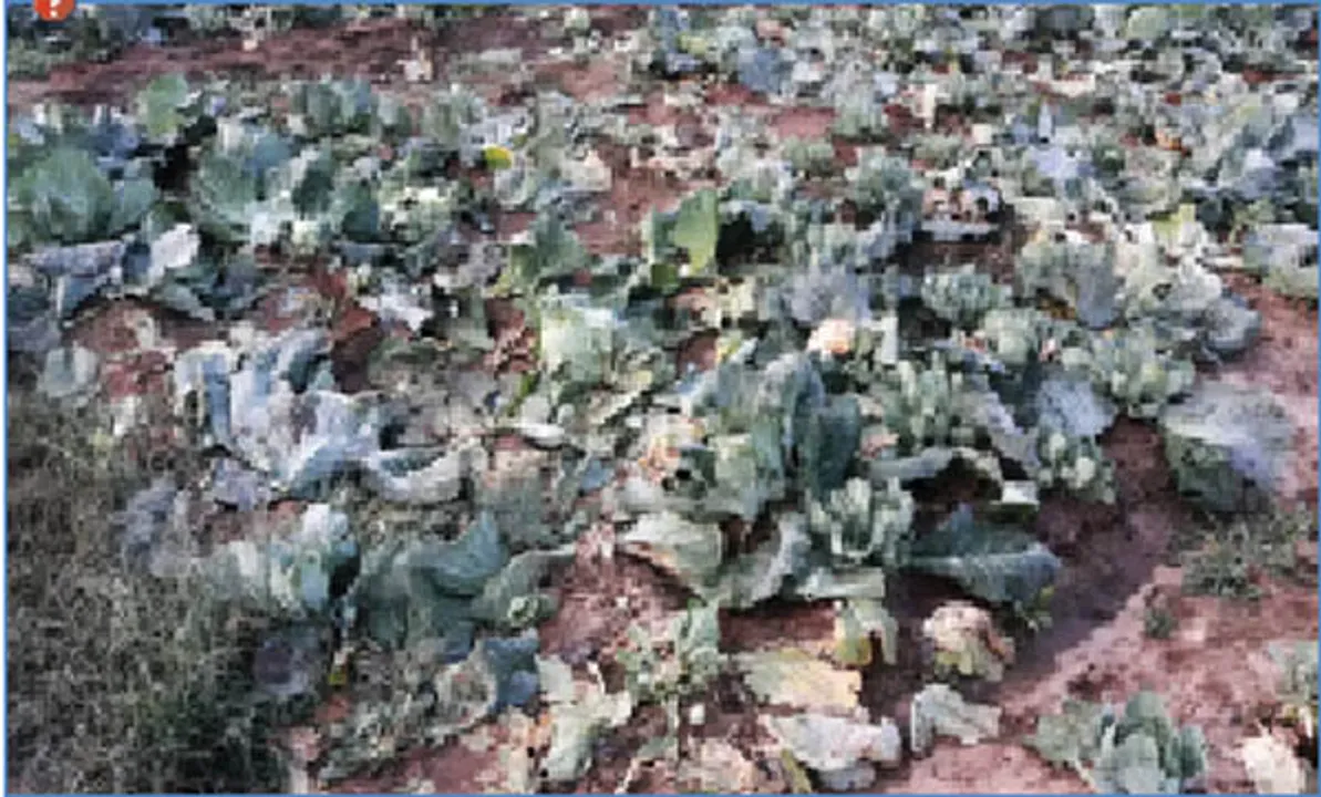 ଲୁଇସିଂରେ ବ୍ୟାପକ ପରିବା ଚାଷ ନଷ୍ଟ