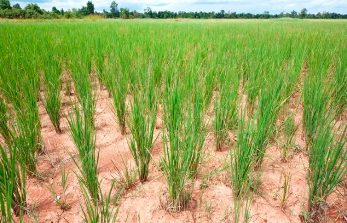  ମରୁଡ଼ି ଓ ରୋଗପୋକ ଆକ୍ରାନ୍ତଙ୍କ ପାଇଁ ପ୍ୟାକେଜ୍‌