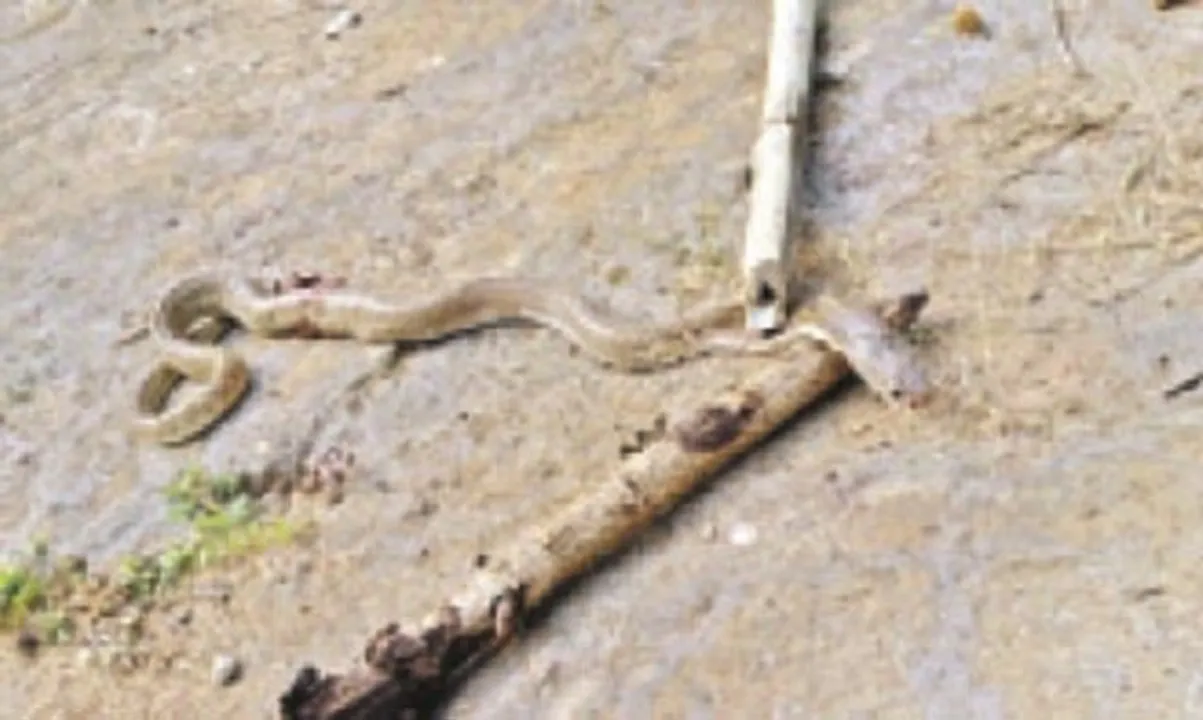  ବିଦ୍ୟାଳୟରେ ସାପ ଆତଙ୍କ