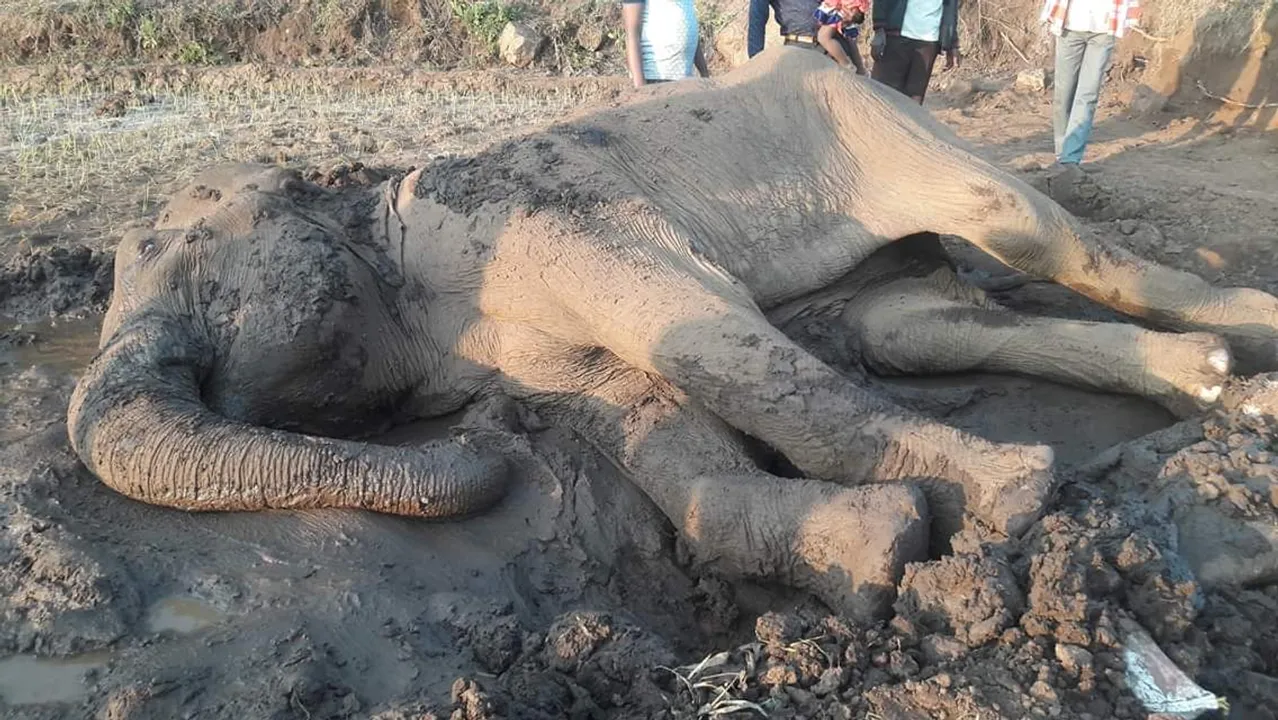  କନ୍ଧମାଳ: ଜୀବନ ମରଣ ସହ ସଂଗ୍ରାମ କରୁଛି ହାତୀ, ୭ ଦିନ ନଖାଇ ନପିଇ ପଡ଼ିରହିଛି