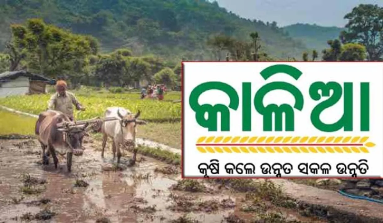  କାଳିଆ ଯୋଜନା: ଗୋଟିଏ ଦିନରେ ୧୨ ଲକ୍ଷ ୪୫ ହଜାର ଚାଷୀ ପାଇଲେ ୬୬୨ କୋଟି ଟଙ୍କା!
