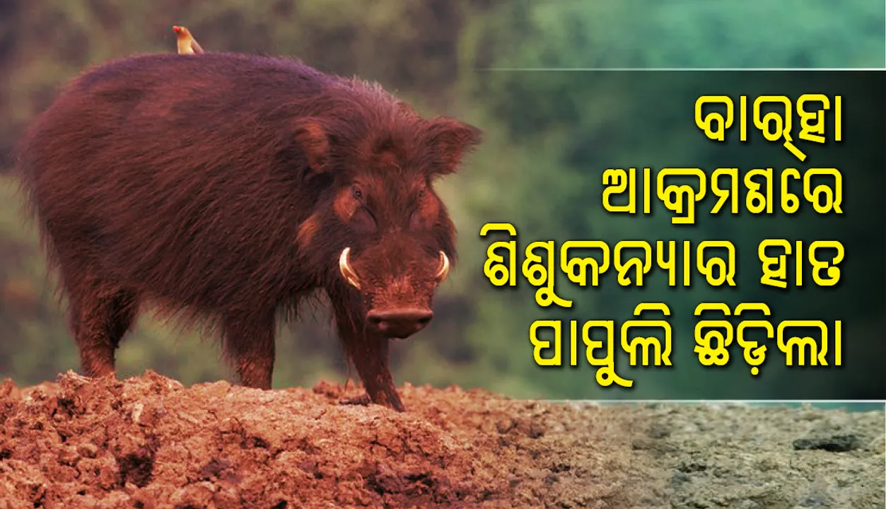  ଖୋର୍ଦ୍ଧା: ବାର୍‌ହା ଆକ୍ରମଣରେ ଶିଶୁକନ୍ୟାର ପାପୁଲି ଛିଡ଼ିଲା