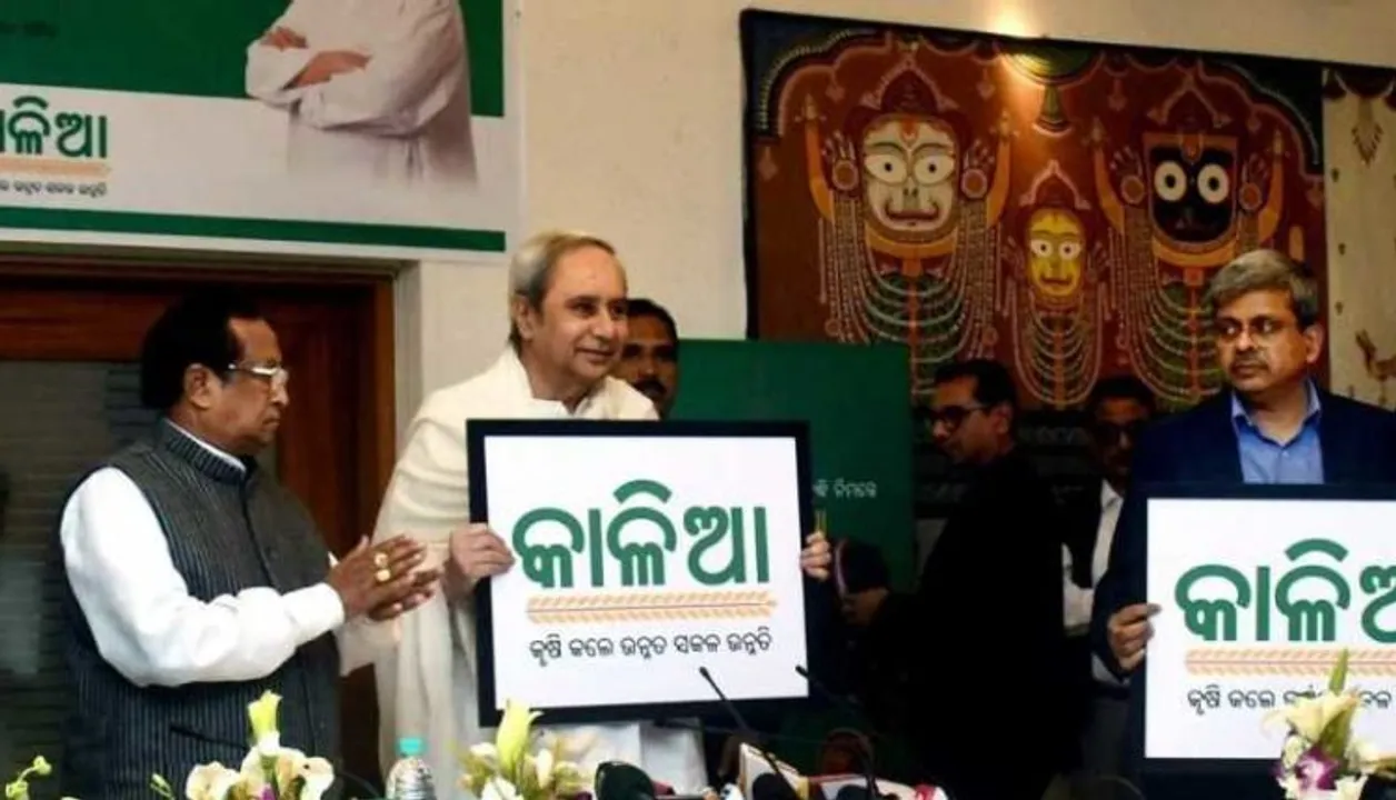  ଆଜି ଦ୍ୱିତୀୟ ପର୍ଯ୍ୟାୟରେ ଚାଷୀ ପାଇବେ ‘କାଳିଆ’ ଟଙ୍କା