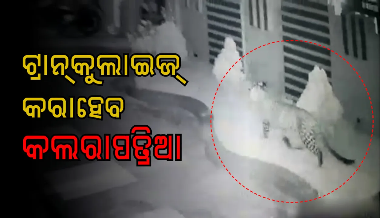  କଲରାପତ୍ରିଆ ଧରିବାକୁ ପହଞ୍ଚିଲେ ଟ୍ରାଙ୍କ୍ୟୁଲାଇଜର୍‌ ଟିମ୍‌
