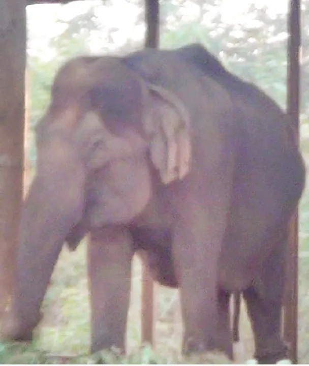  ନନ୍ଦନକାନନର ହାତୀ ବାସନ୍ତୀ ଅସୁସ୍ଥ