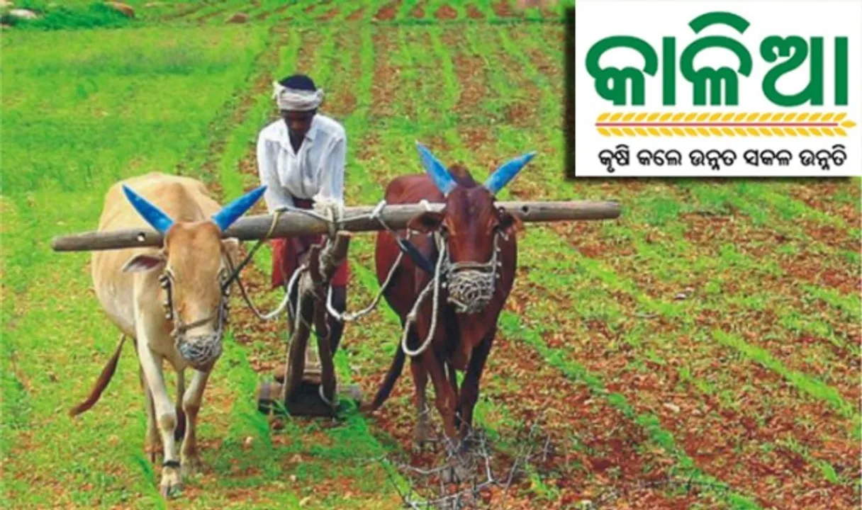  କାଳିଆ ଯୋଜନା: ଅଦ୍ୟାବଧି ୭୨ ପ୍ରତିଶତ ହିତାଧିକାରୀଙ୍କ ତାଲିକା ଯାଞ୍ଚ ଶେଷ