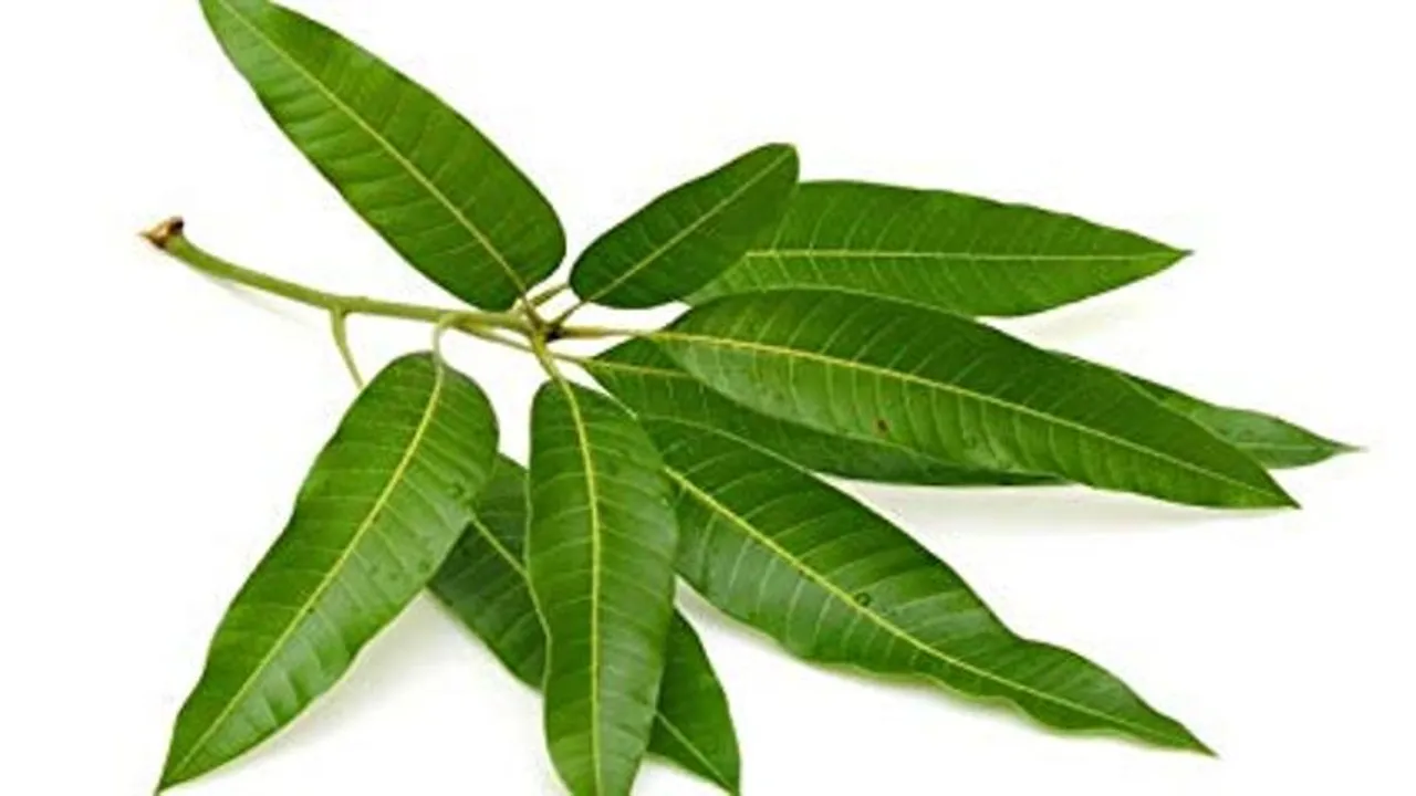  ଆମ୍ବପତ୍ରରେ ବି ରହିଛି ଏହି ସବୁ ଫାଇଦା !
