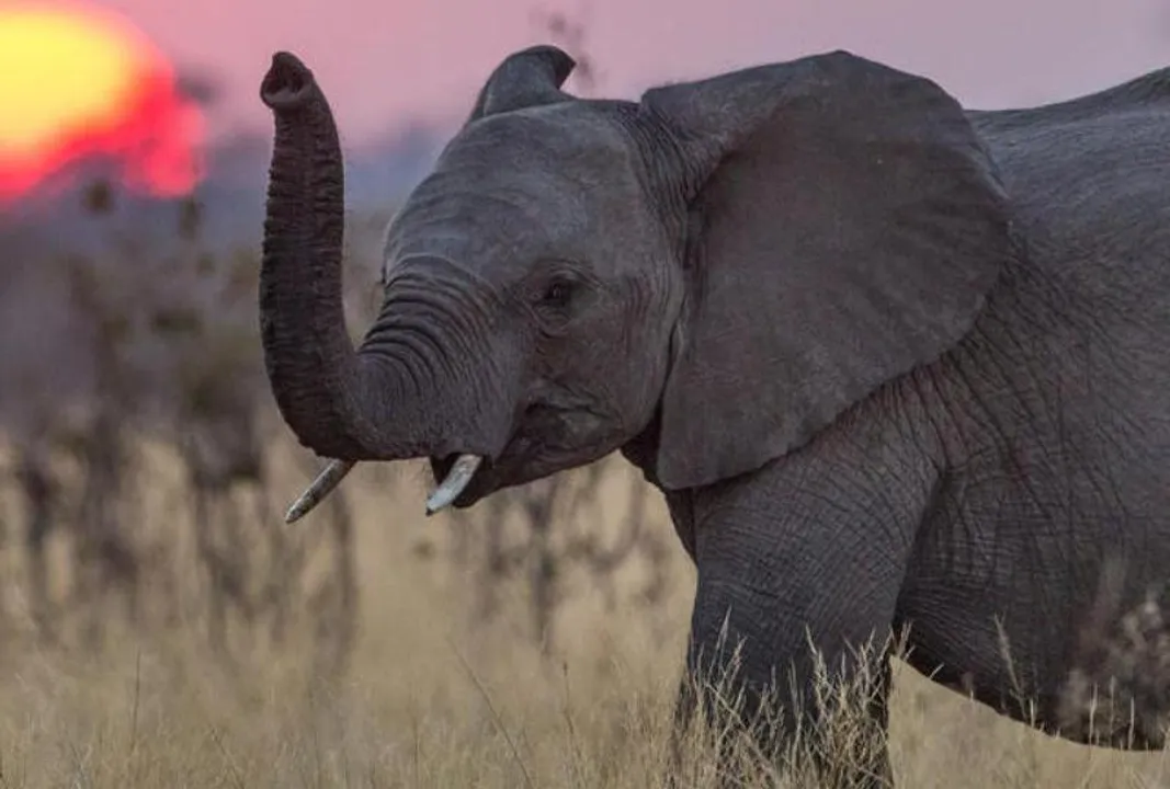  World Wildlife Fund 