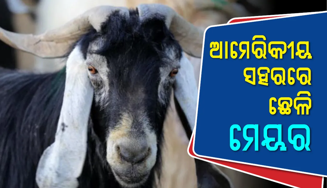  ଛେଳିକୁ ମେୟର୍‌ ଭାବେ ନିର୍ବାଚିତ କଲା ଯୁକ୍ତରାଷ୍ଟ୍ର ଆମେରିକୀୟ ସହର ‘ଫେୟାର୍‌ ହେଭେନ୍‌’