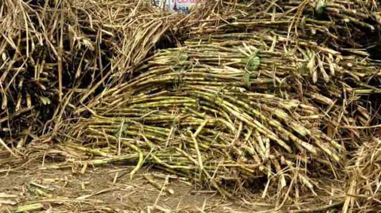  ଆଖୁ କାଟି ନେବାର ୩ ମାସ ପରେ ବି ମିଳୁନି ଅର୍ଥରାଶି, ଚିନ୍ତାରେ ଚାଷୀ
