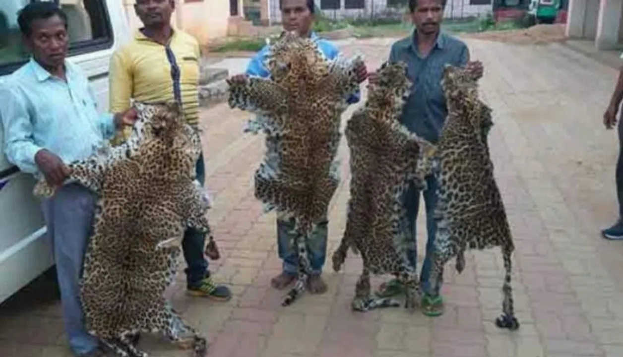  ରିମାଣ୍ଡ ପରେ ଜେଲ୍‌ ଫେରିଲେ ବାଘ ଛାଲ ବେପାରୀ