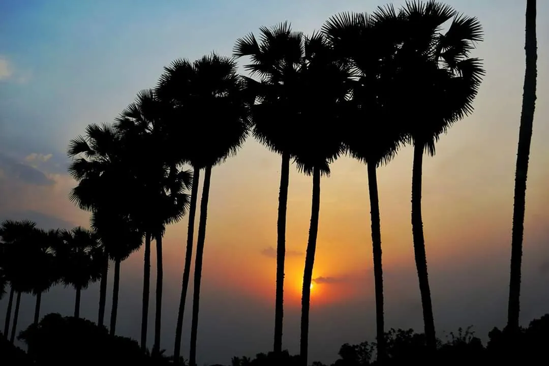  ତାଳବଣରେ ହଜିଯାଉଛନ୍ତି ଅସ୍ତଗାମୀ ସୂର୍ଯ୍ୟ। (ଫଟୋ: ମନୋଜ ବିଶ୍ୱାଳ, ବାଲେଶ୍ୱର)