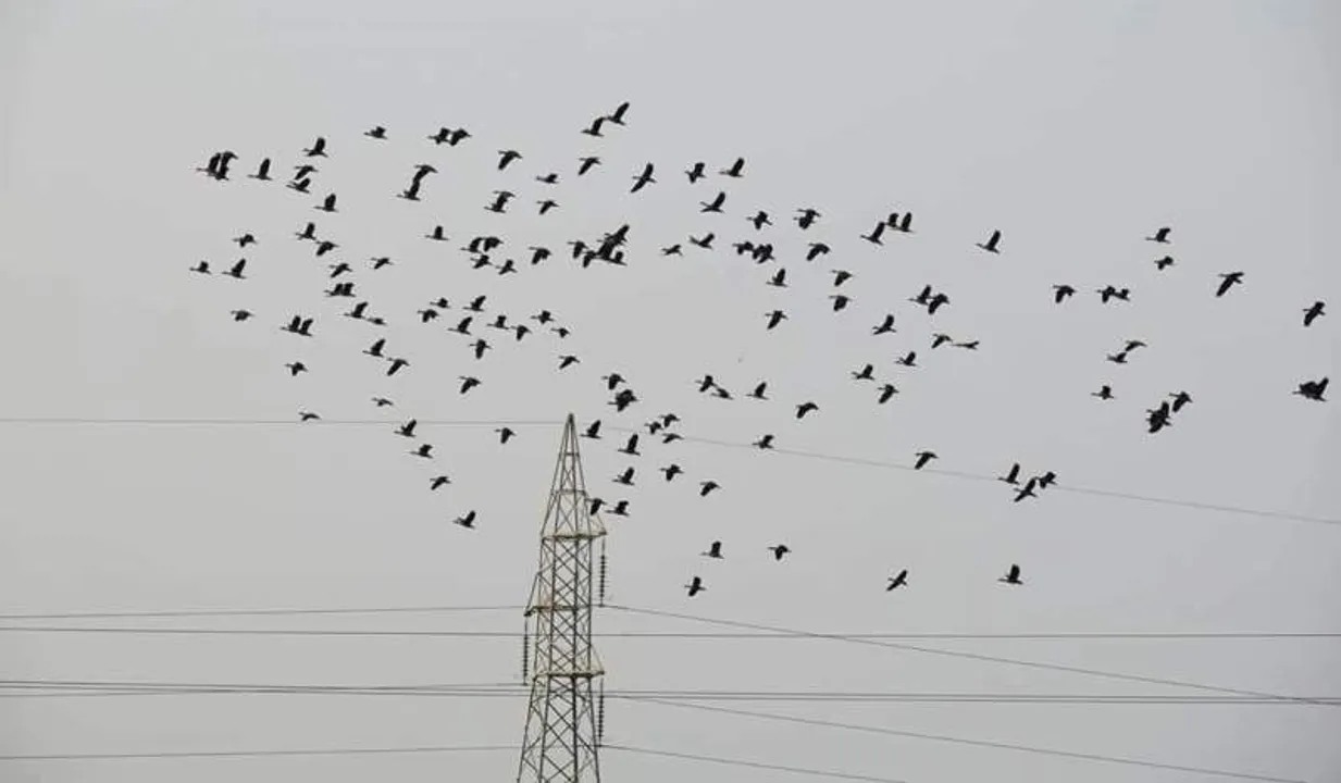  ସକାଳର ମୁକ୍ତ ଆକାଶରେ ପକ୍ଷୀଙ୍କ ବିଚରଣ। (ଫଟୋ: ମନୋଜ ବିଶ୍ୱାଳ, ବାଲେଶ୍ୱର)