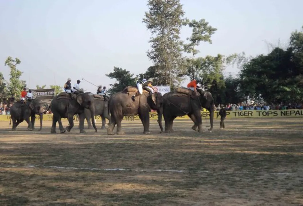  elephant and horse use for camping 
