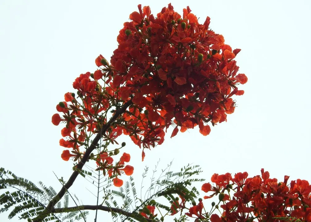  ଗ୍ରୀଷ୍ମର ଆରମ୍ଭରେ ହସୁଛି କୃଷ୍ଣଚୂଡ଼ା। (ଫଟୋ: ବିଭୂତି, ଭୁବନେଶ୍ୱର)