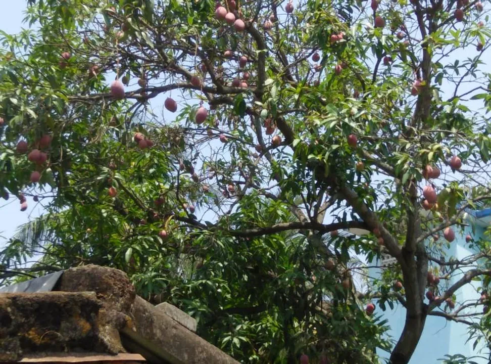  ଗଛରେ ଫଳିଛି ନାଲି ରଂଗର ଆମ୍ବ। (ଫଟୋ: ମହେନ୍ଦ୍ର, ଭୁବନେଶ୍ୱର)