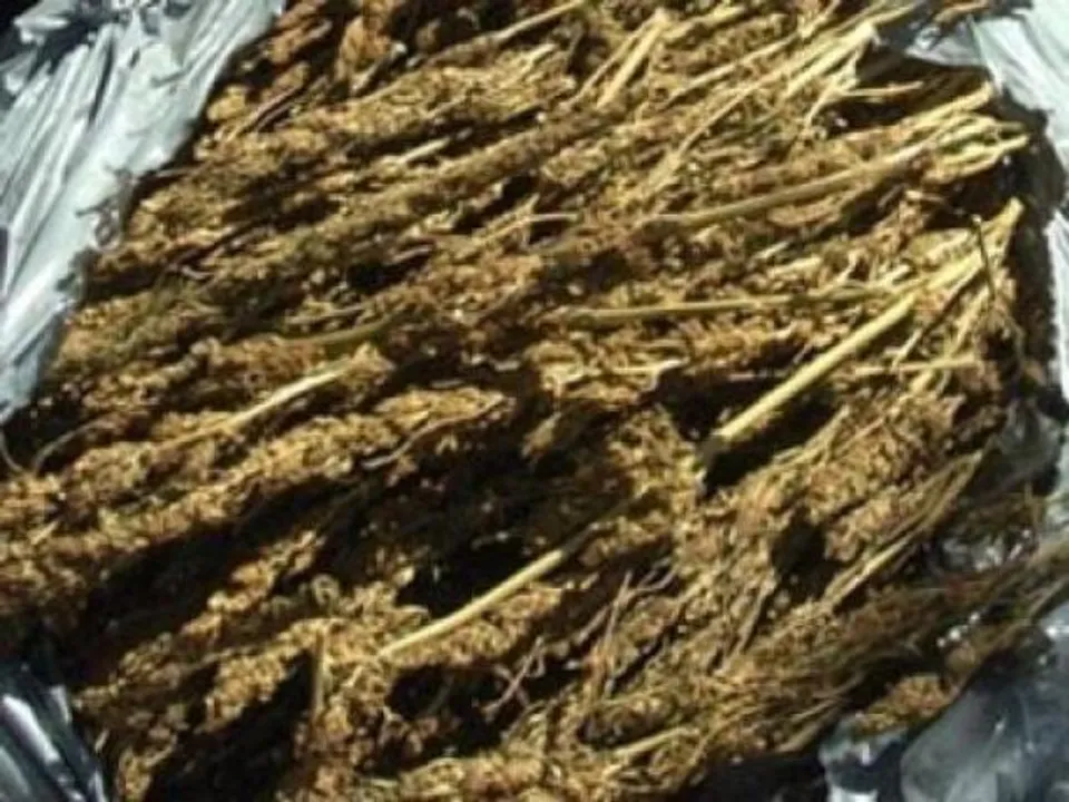 new.jamaica-gleaner.com 