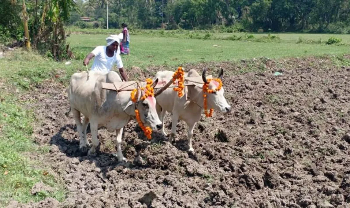  ଅକ୍ଷୟ ତୃତୀୟାରେ ଅଖିମୁଖୀ ଅନୁକୂଳ କରୁଛନ୍ତି ଚାଷୀ । (ଫଟୋ: ମନୋଜ ବିଶ୍ୱାଳ, ବାଲେଶ୍ୱର)