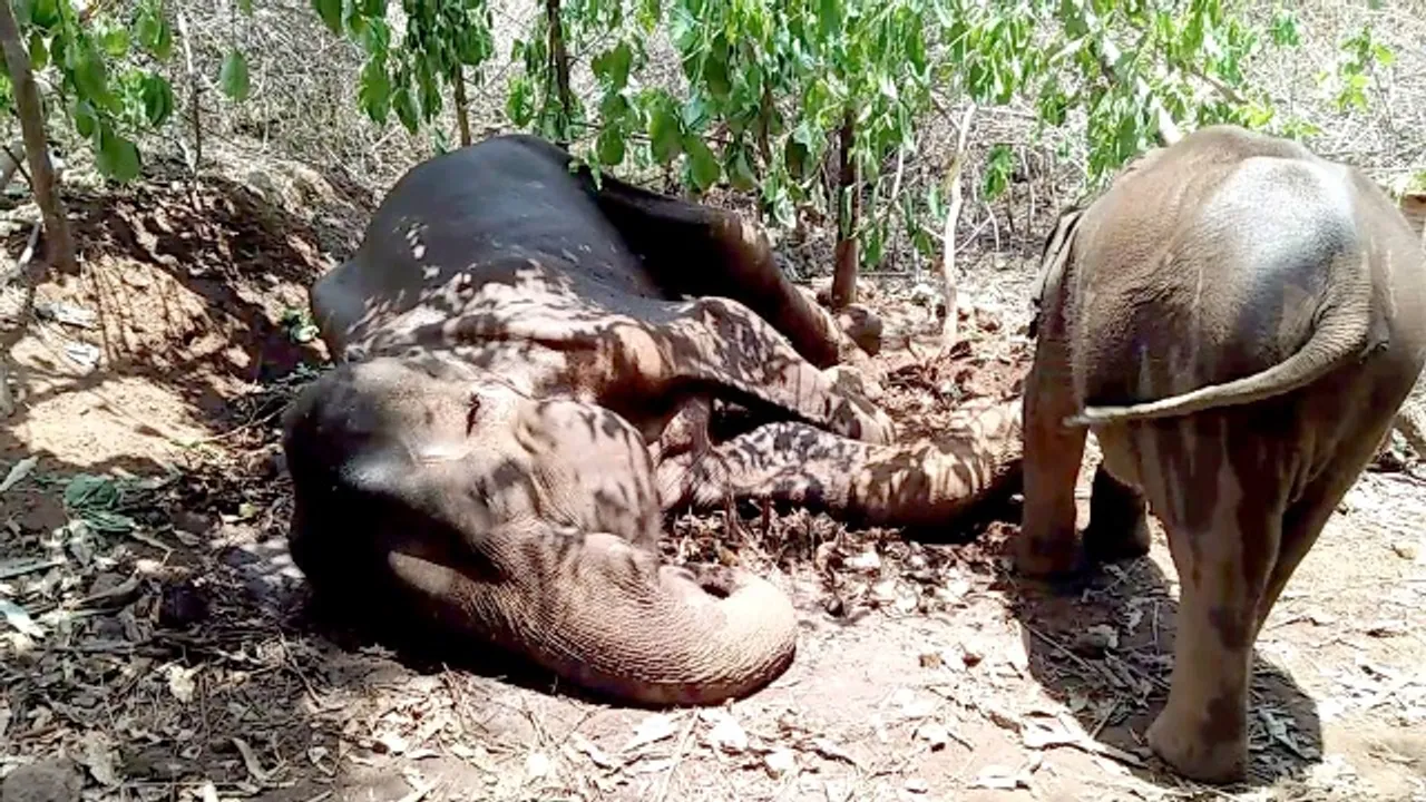  ମୃତ୍ୟୁ ସହିତ ସଂଗ୍ରାମ କରୁଛି ଅସୁସ୍ଥ ମାଈ ହାତୀ