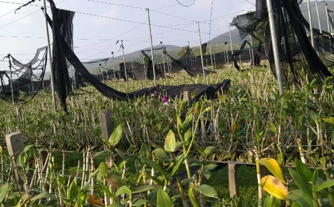  ‘ଫନି’ ଉଜାଡ଼ିଲା ରାଜ୍ୟର ସର୍ବବୃହତ ଅର୍କିଡ କ୍ଲଷ୍ଟର୍‌, ୮ କୋଟିର ପ୍ରକଳ୍ପ, ପଲିନେଟ୍‌ ହାଉସ୍‌ ଛାରଖାର