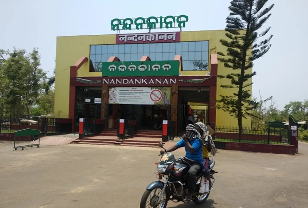  ଖୋଲିଲା ନନ୍ଦନକାନନ : ପ୍ରଥମ ଦିନରେ ୨୩୩୮ ପର୍ଯ୍ୟଟକ, ଦୁଃଖ ଦେଲା ଉଜୁଡ଼ା ଦୃଶ୍ୟ