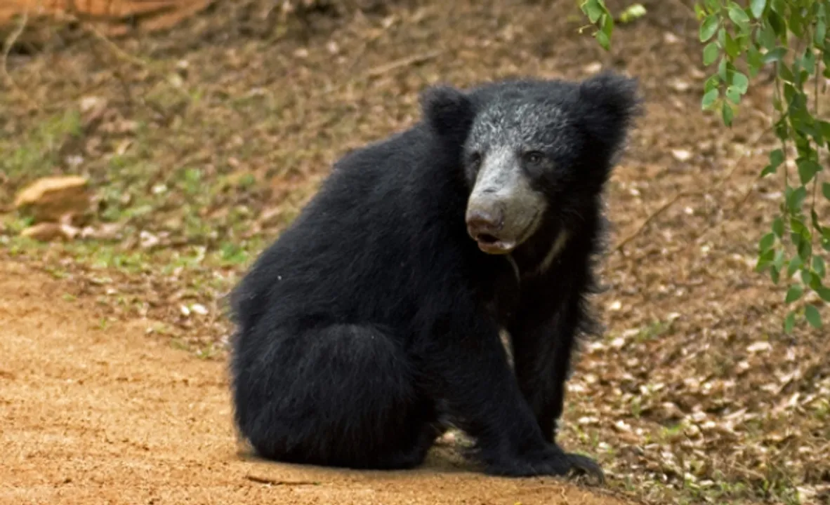  Bear With Us 